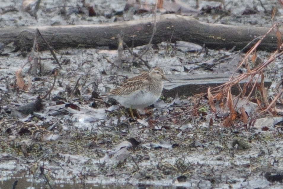 Pectoral Sandpiper - ML645657001