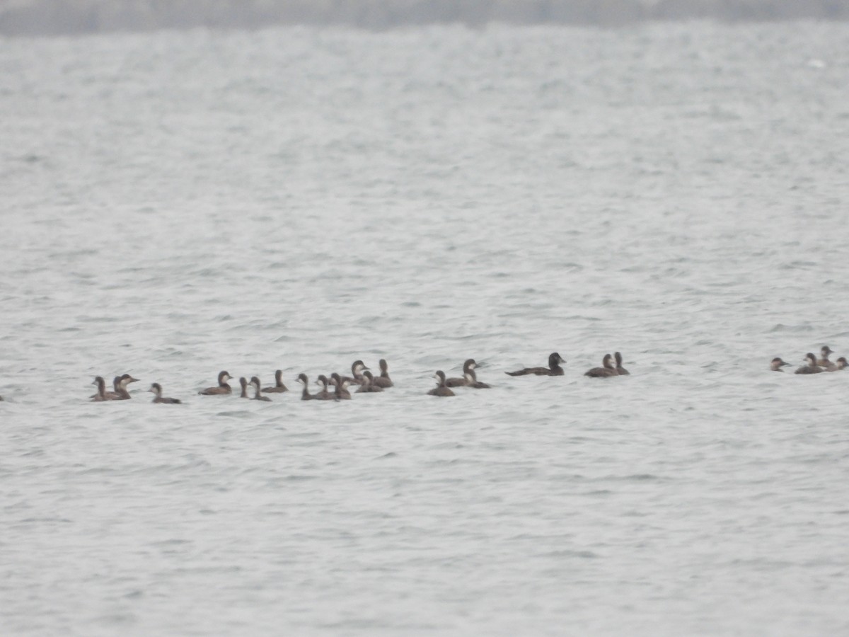 ヨーロッパクロガモ - ML645657004