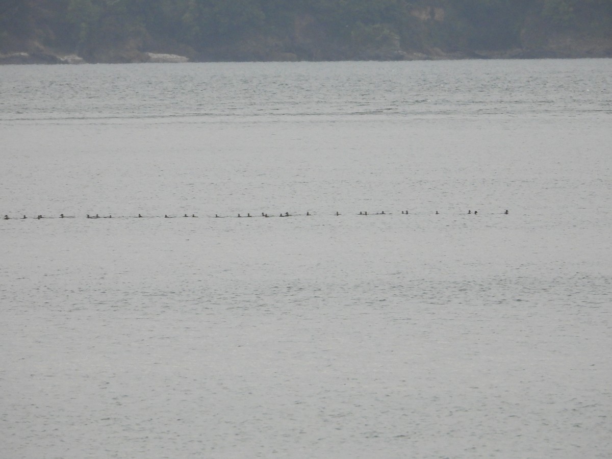 ヨーロッパクロガモ - ML645657005