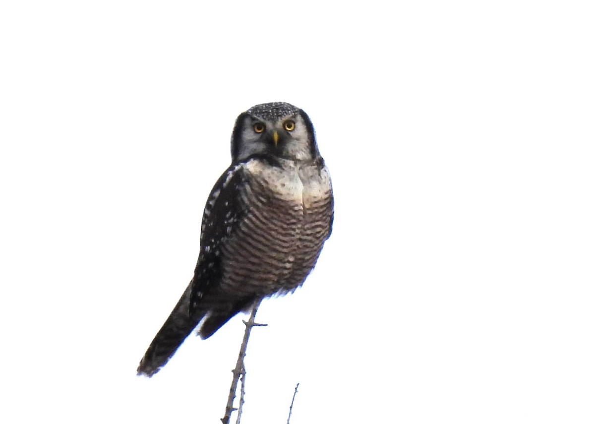 Northern Hawk Owl - ML645657006