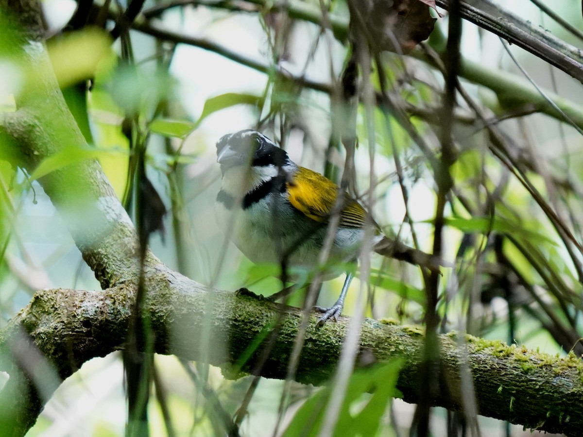 Pectoral Sparrow - ML645657013