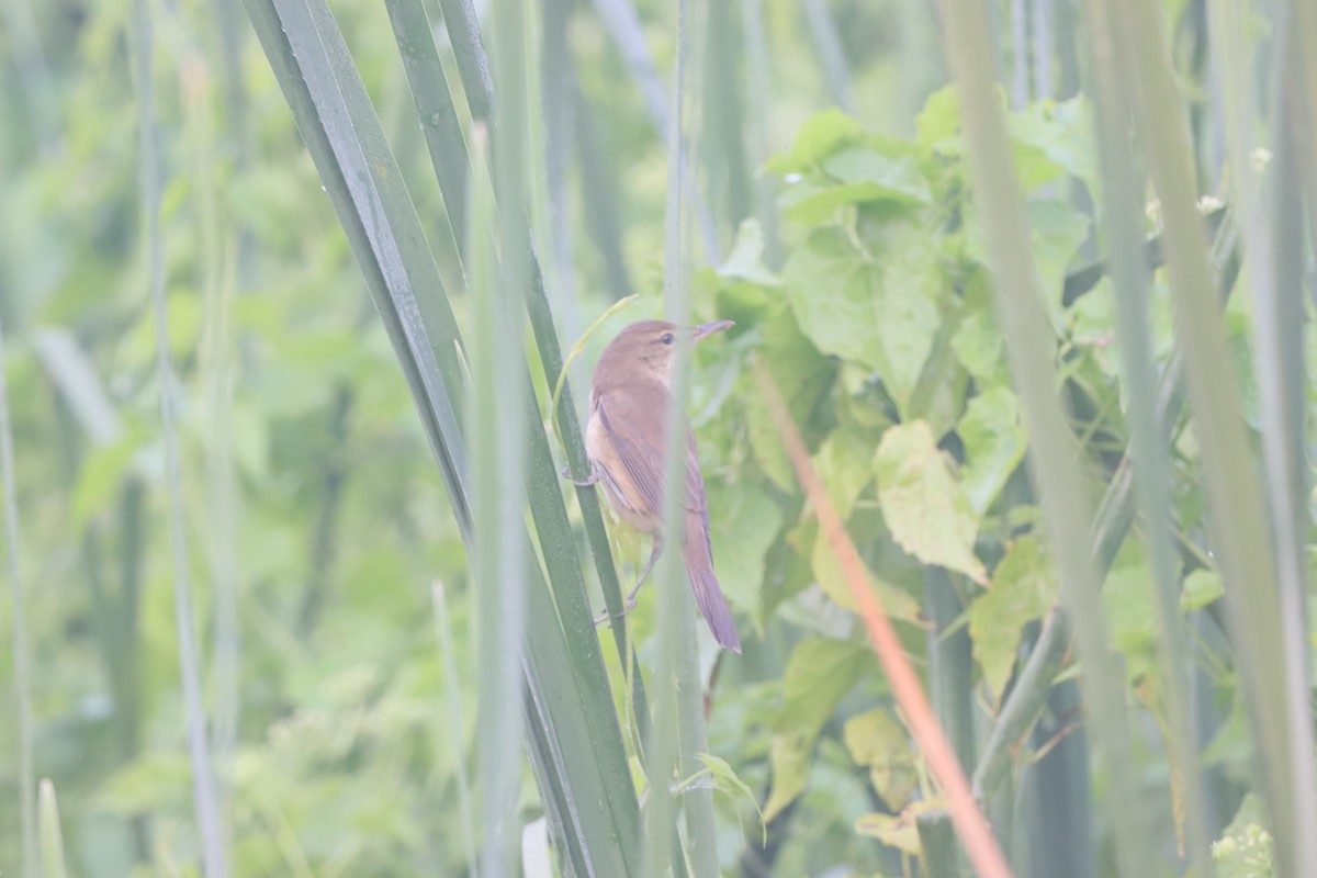 Lezkari zalapartaria - ML645657034