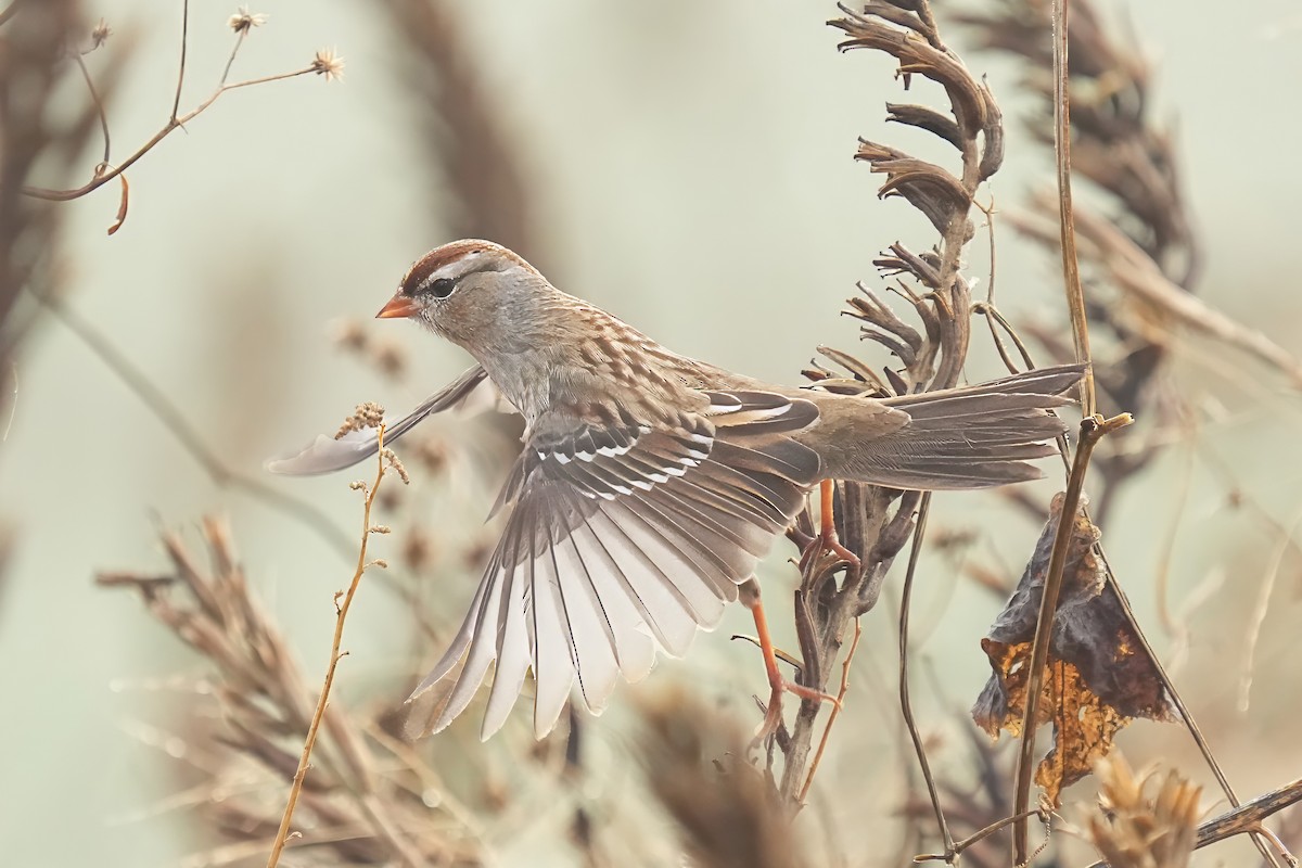 White-crowned Sparrow - ML645657040