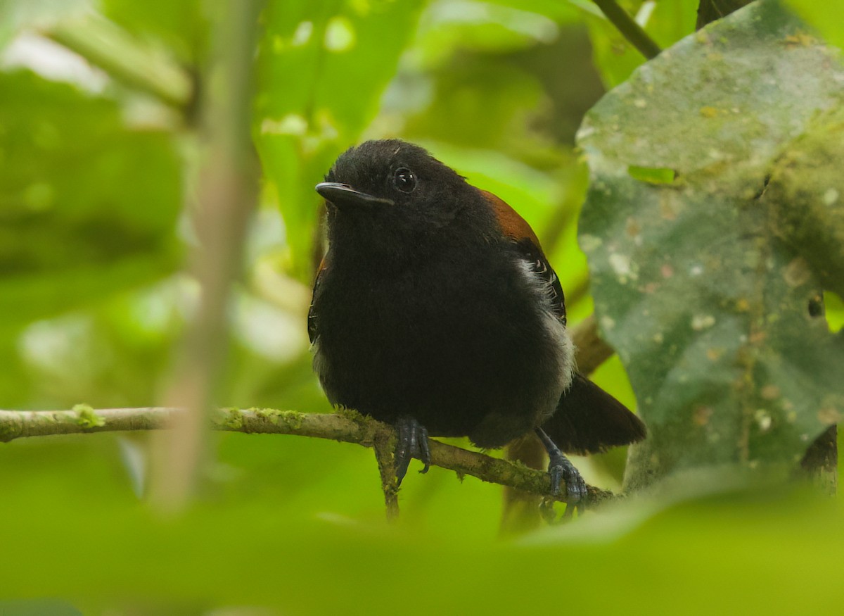 Black-hooded Antwren - ML645657041