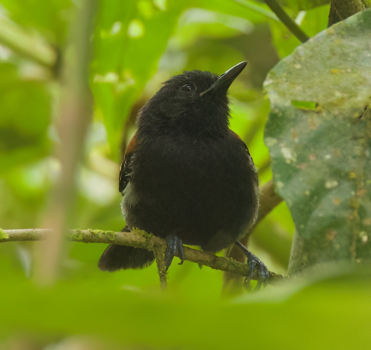 Black-hooded Antwren - ML645657042