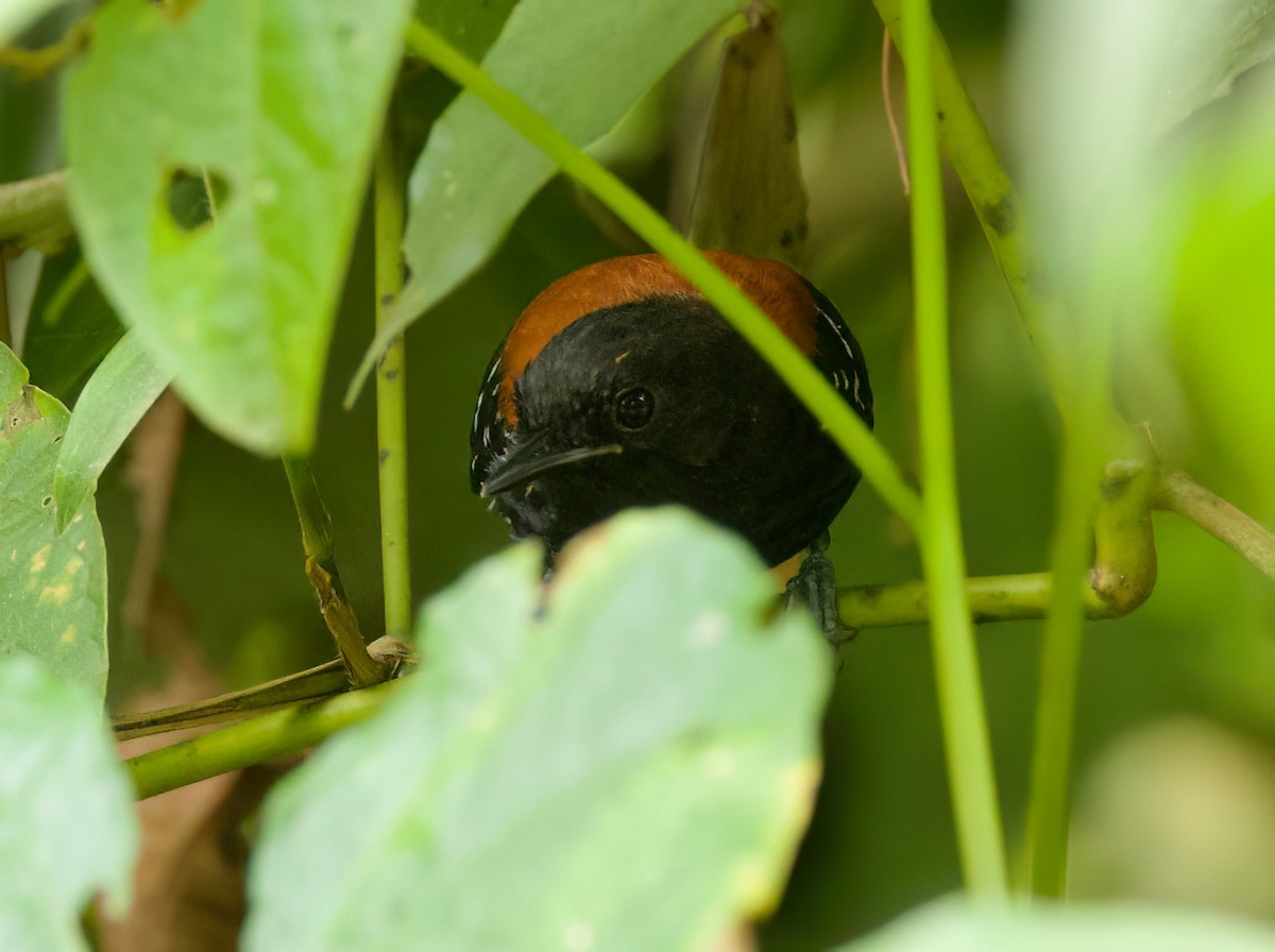 Black-hooded Antwren - ML645657043