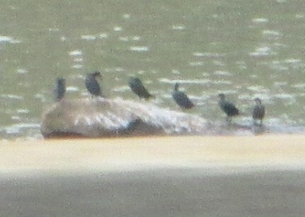 Double-crested Cormorant - ML645657047