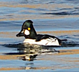 Common Goldeneye - ML645657050