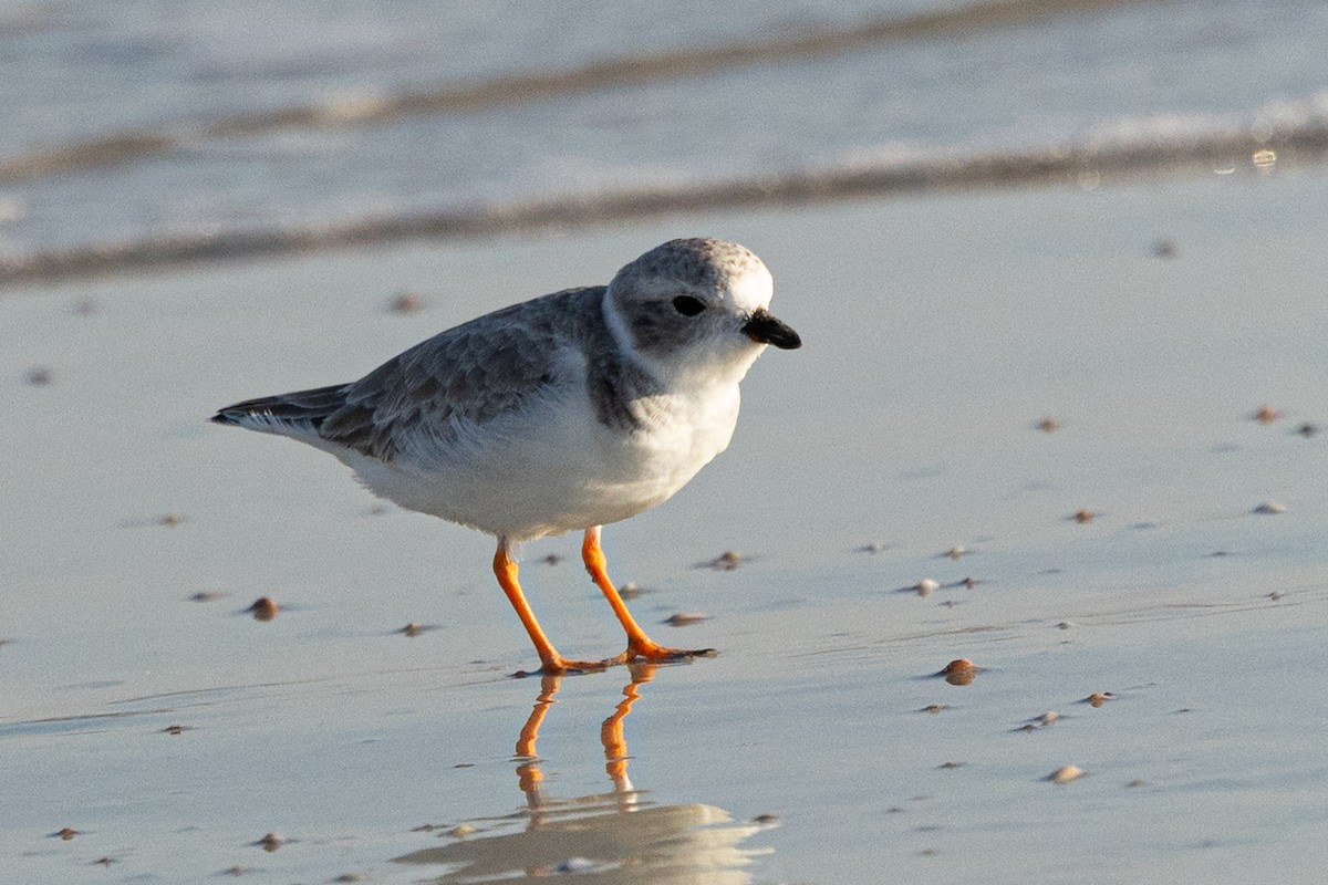 Islıkçı Cılıbıt - ML645657051