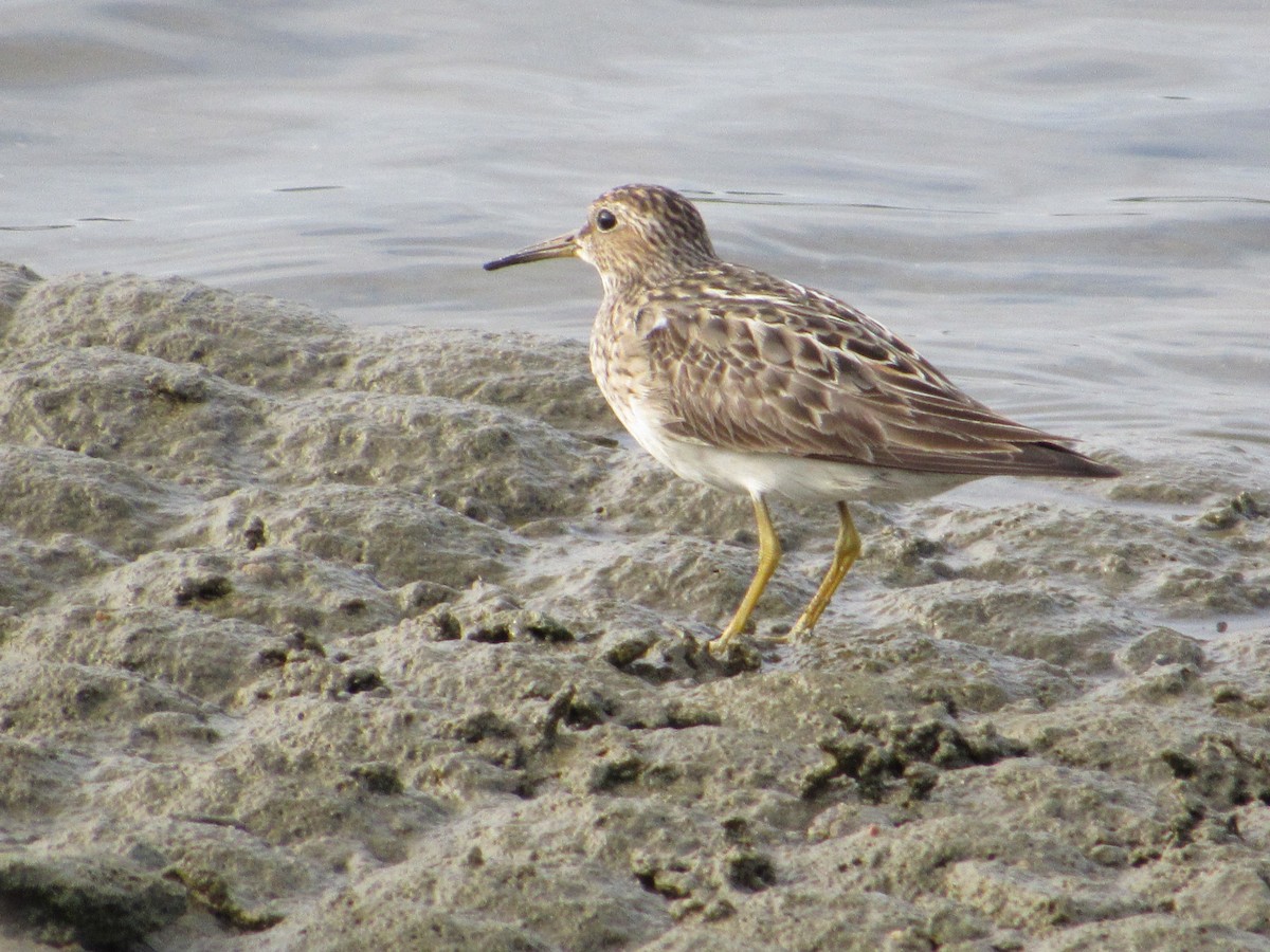 Pectoral Sandpiper - ML645657052