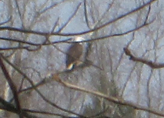 Bald Eagle - ML645657054