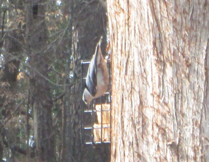 White-breasted Nuthatch - ML645657056