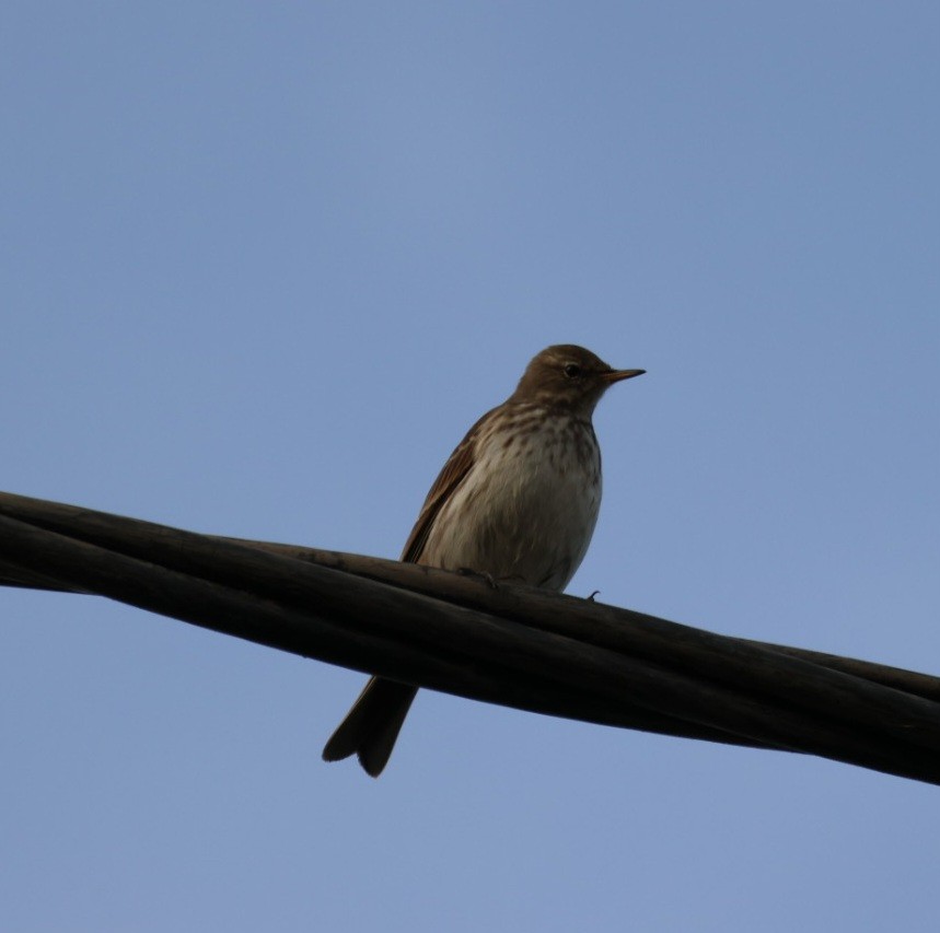 水鷚 - ML645657062