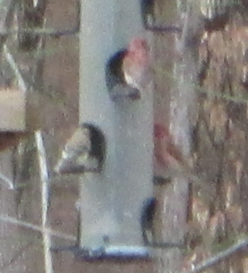 House Finch - ML645657063