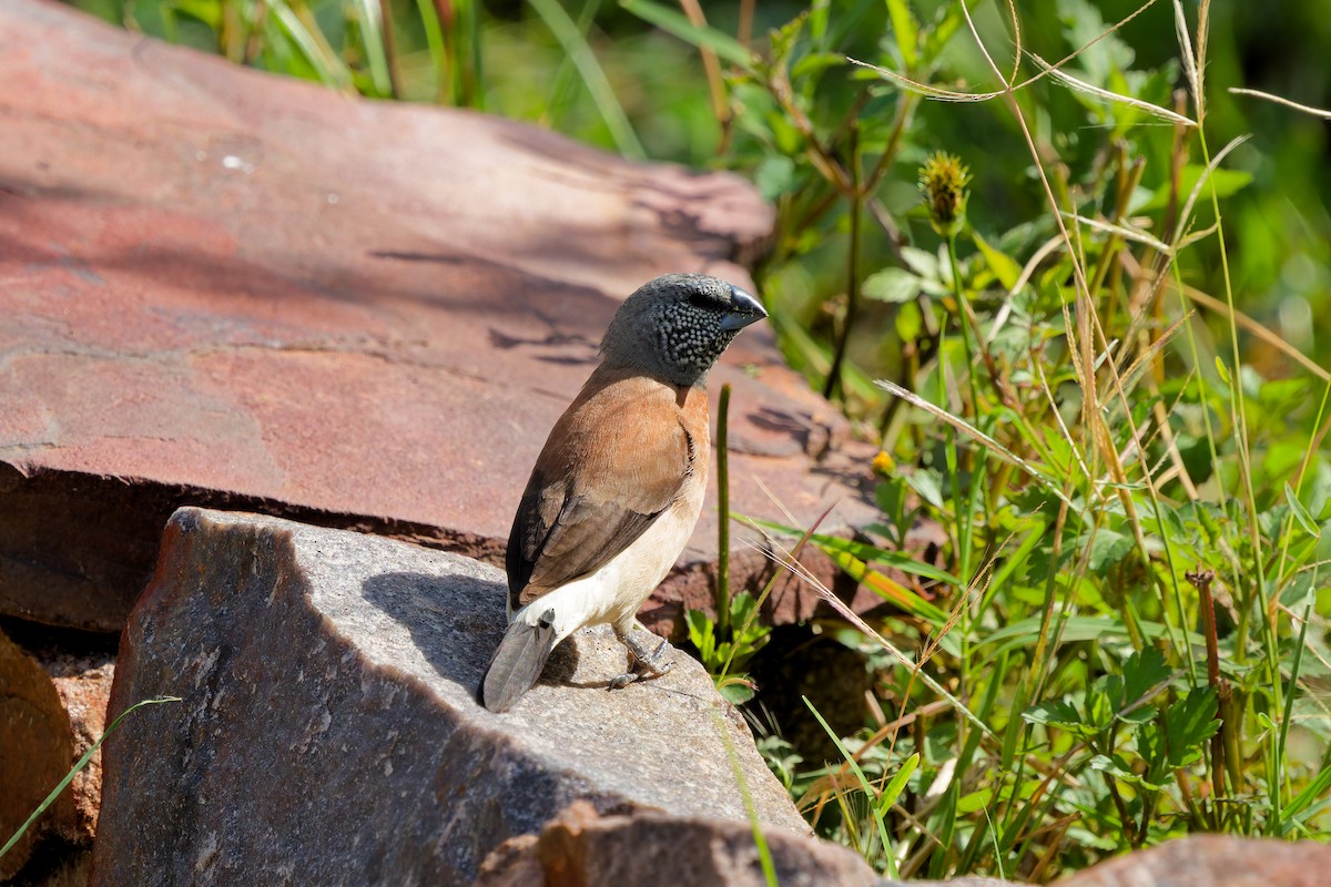 Gray-headed Silverbill - ML645657066