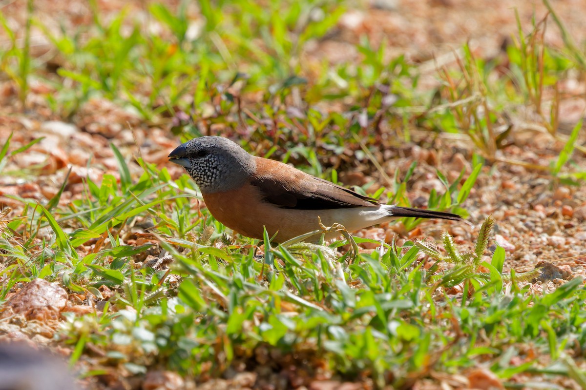 Gray-headed Silverbill - ML645657067