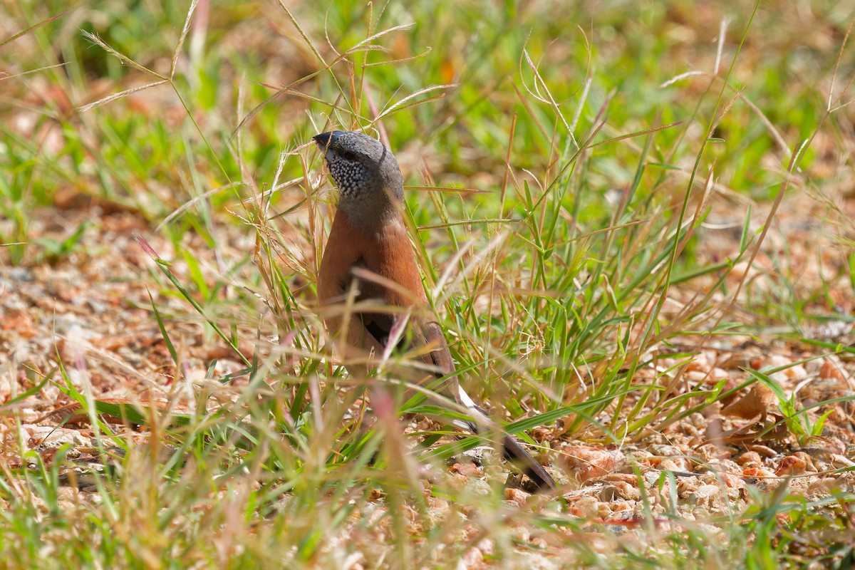 Gray-headed Silverbill - ML645657068