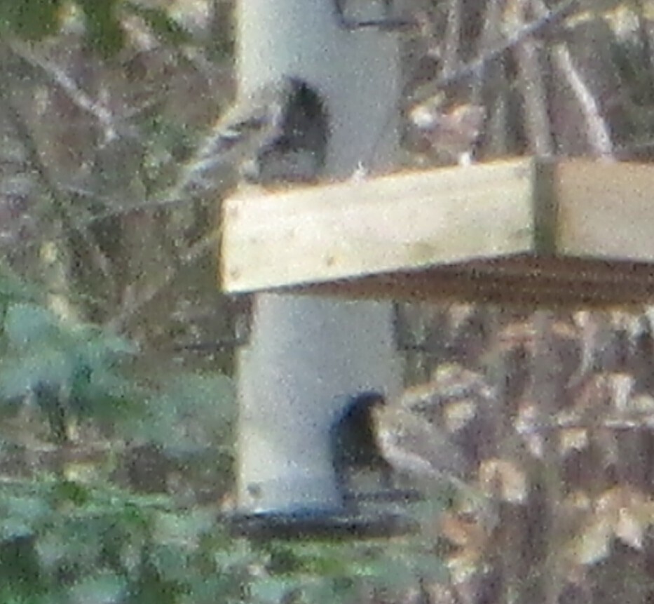 American Goldfinch - ML645657069