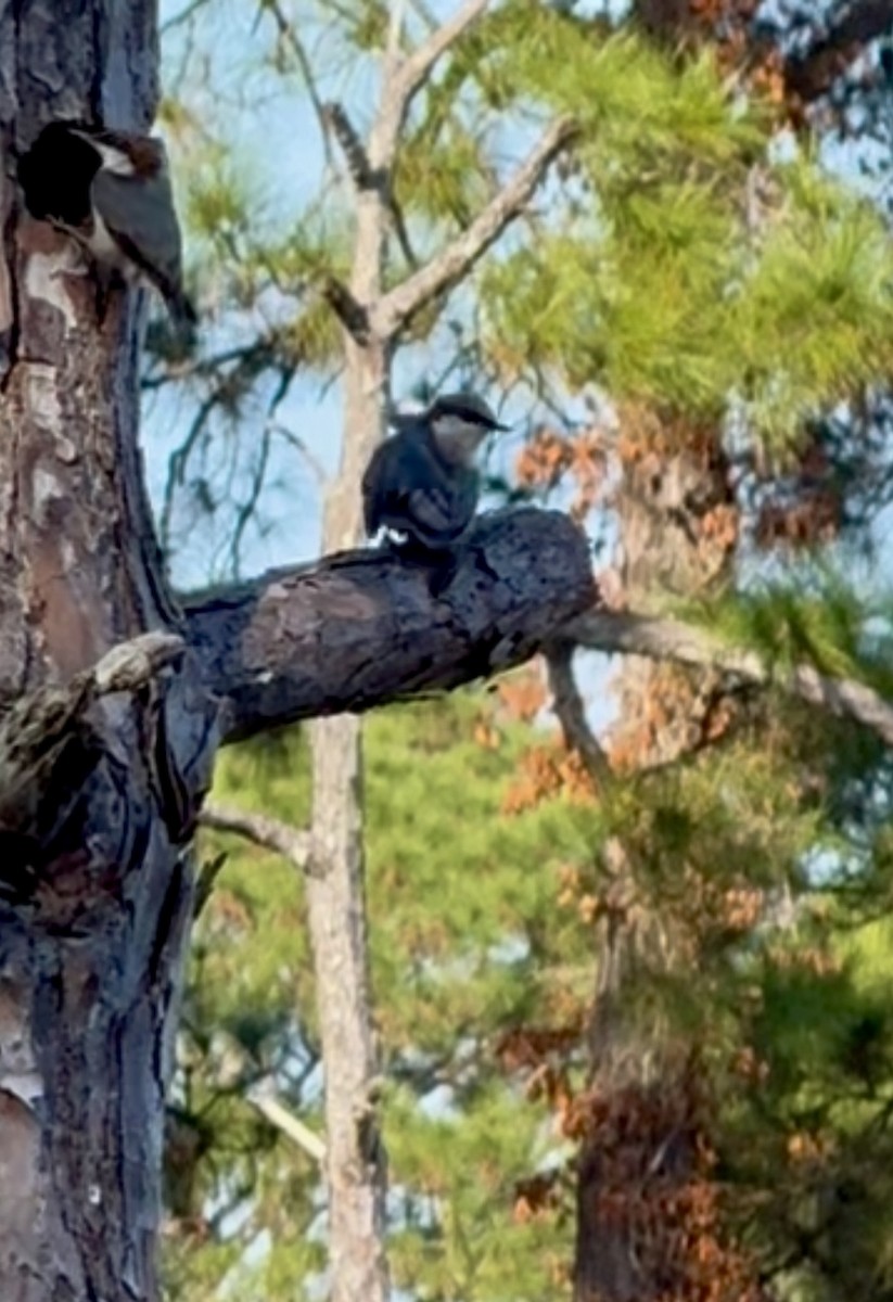 Sittelle à tête brune - ML645657070