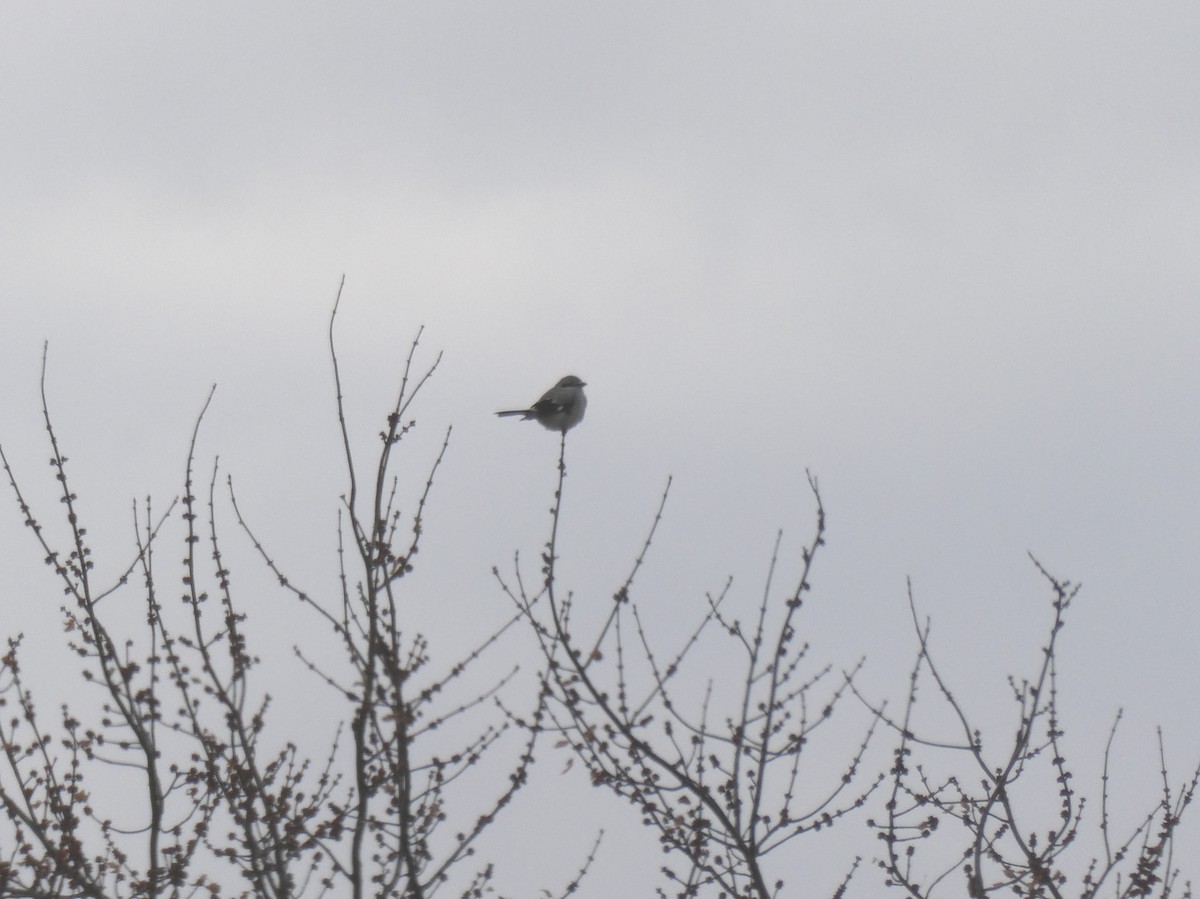 Northern Shrike - ML645657072