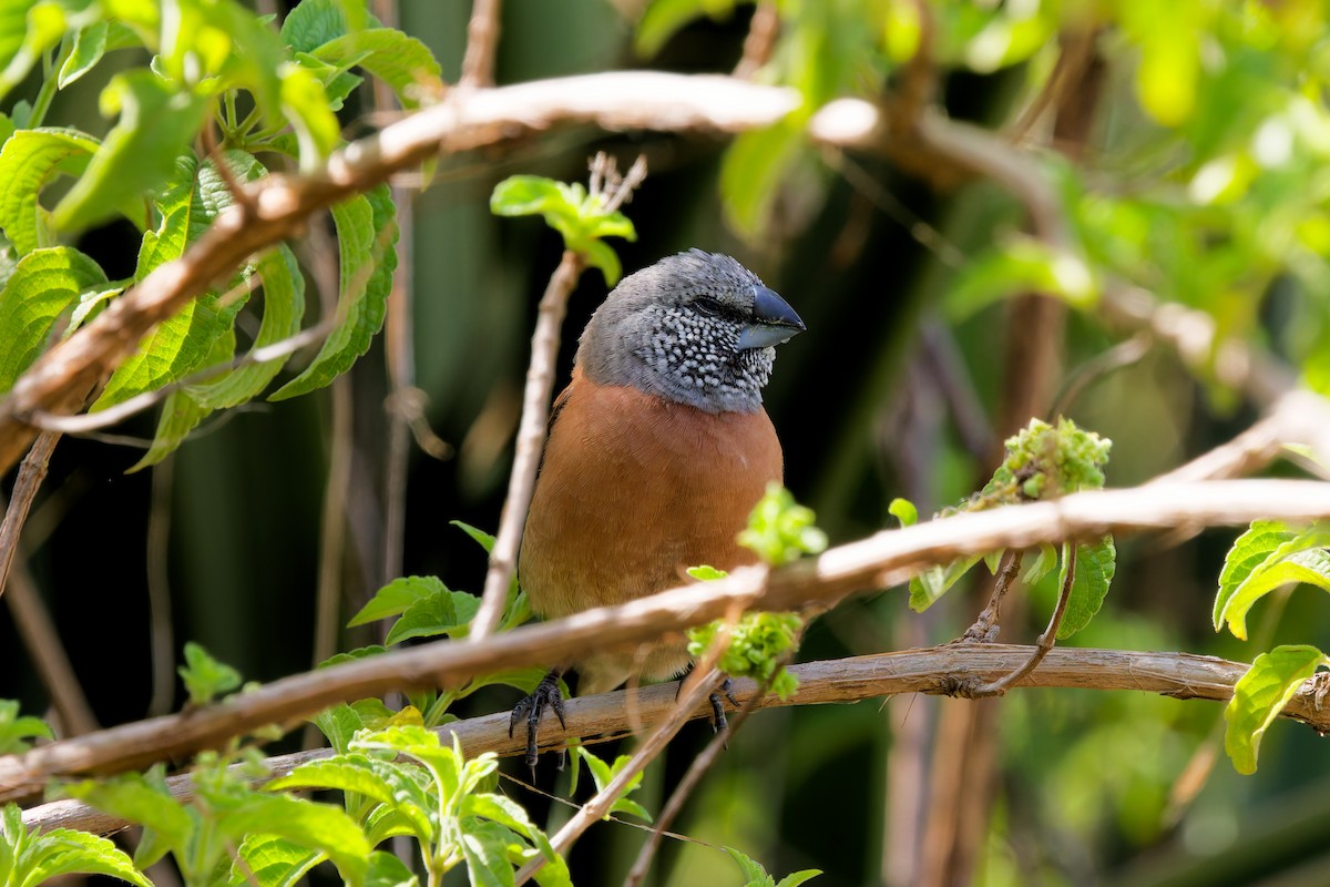 Gray-headed Silverbill - ML645657080