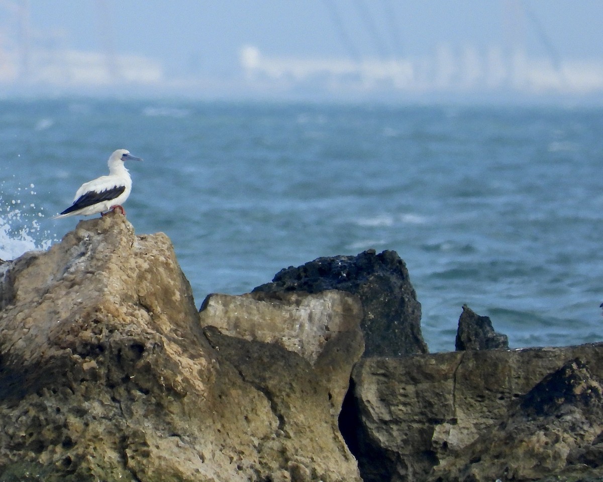 סולה אדומת-רגל - ML645657085