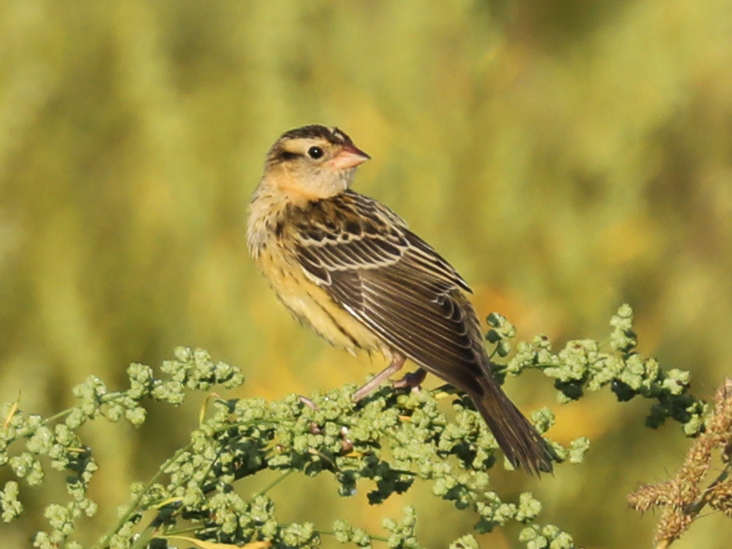 Bobolink - ML645657094