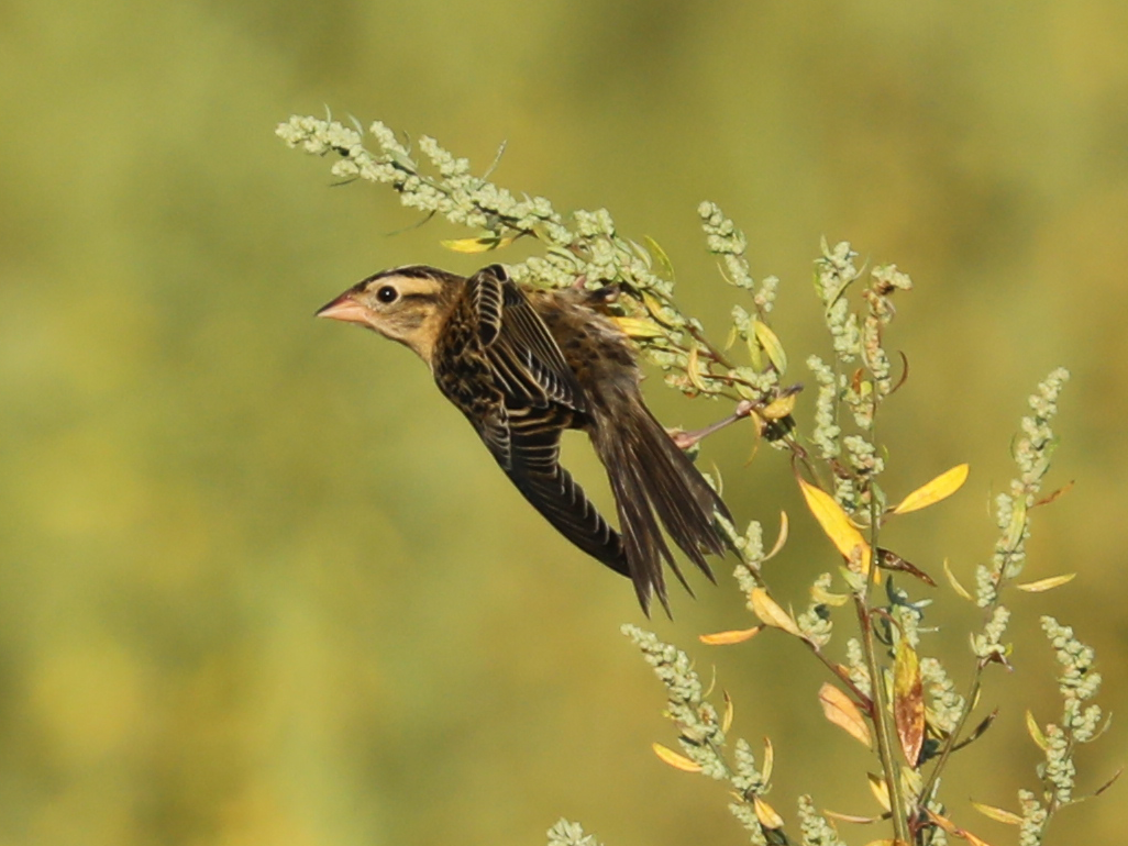 Bobolink - ML645657095