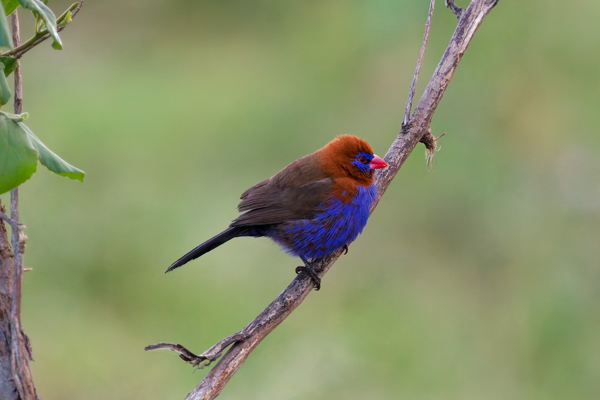 Purple Grenadier - ML645657098