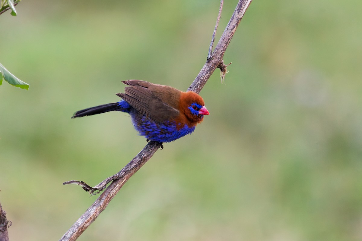 Purple Grenadier - ML645657099