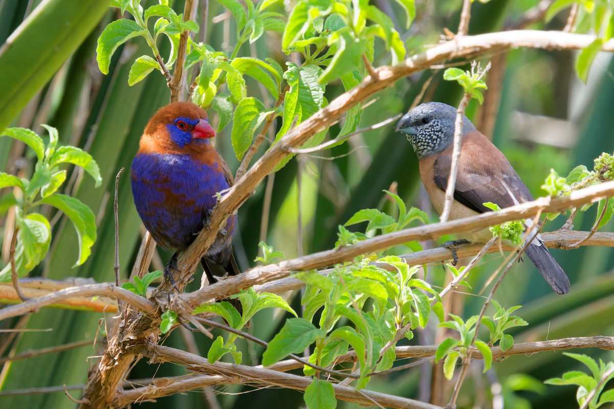 Purple Grenadier - ML645657100