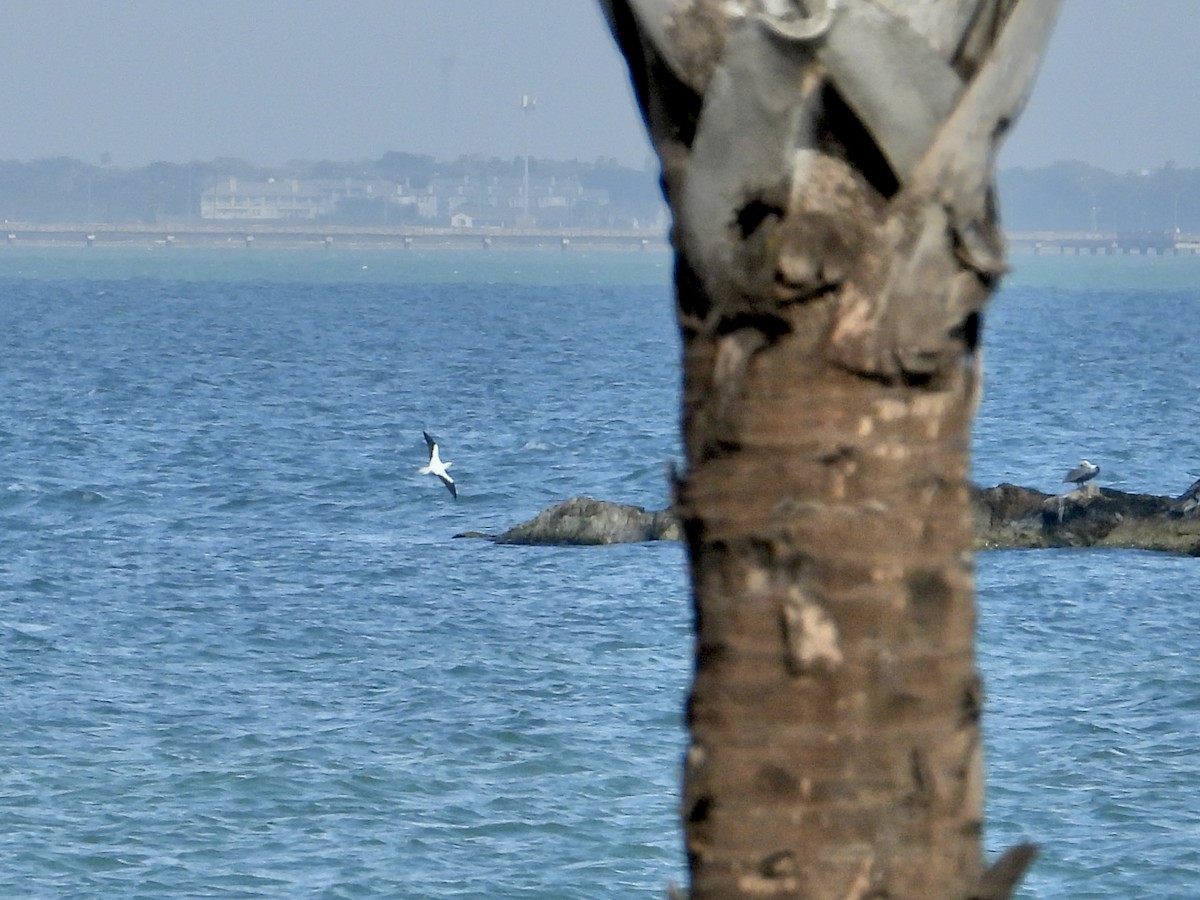 סולה אדומת-רגל - ML645657102