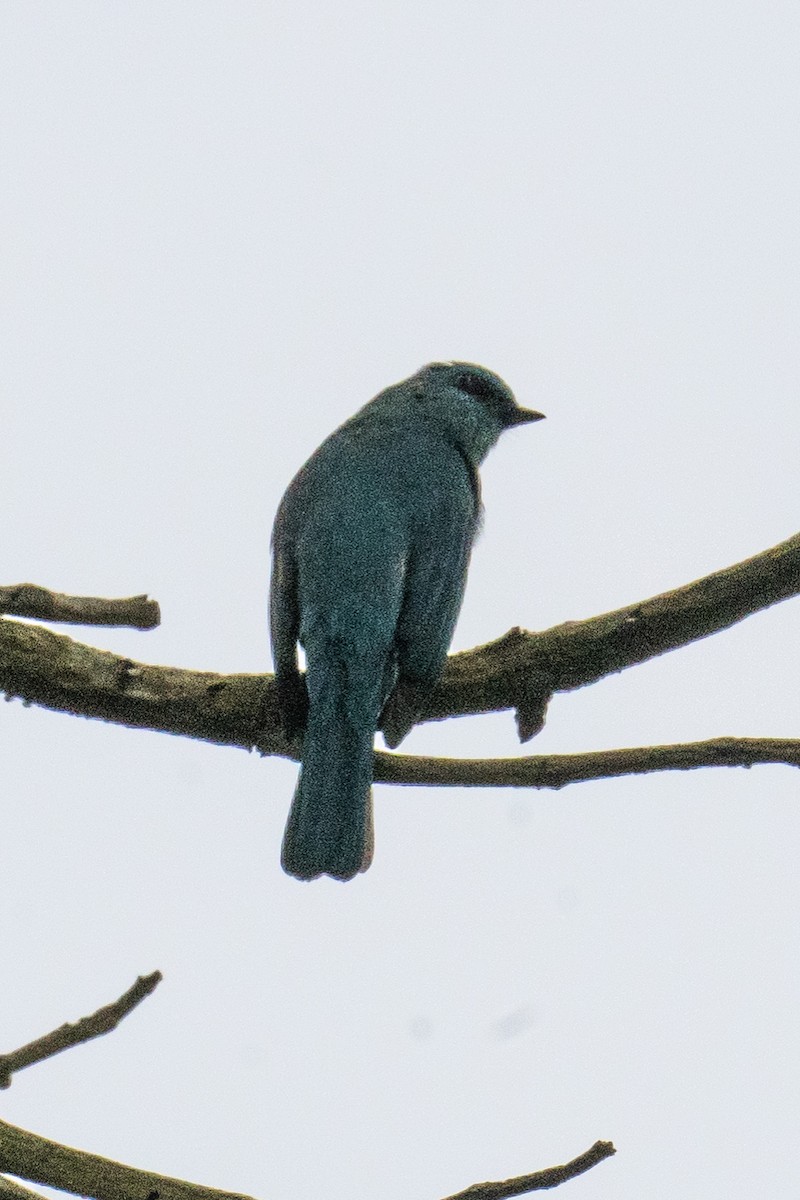 lejsek bleděmodrý - ML645657111