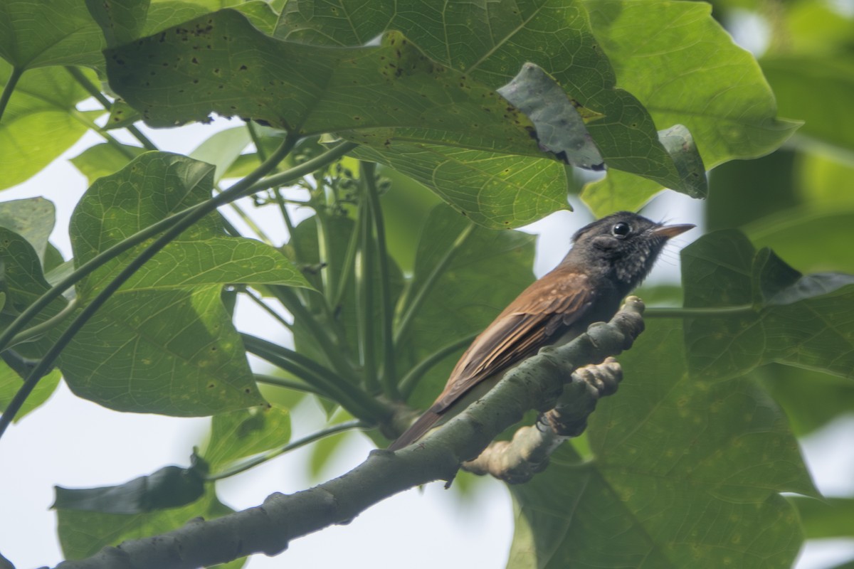 紫綬帶 - ML645657115