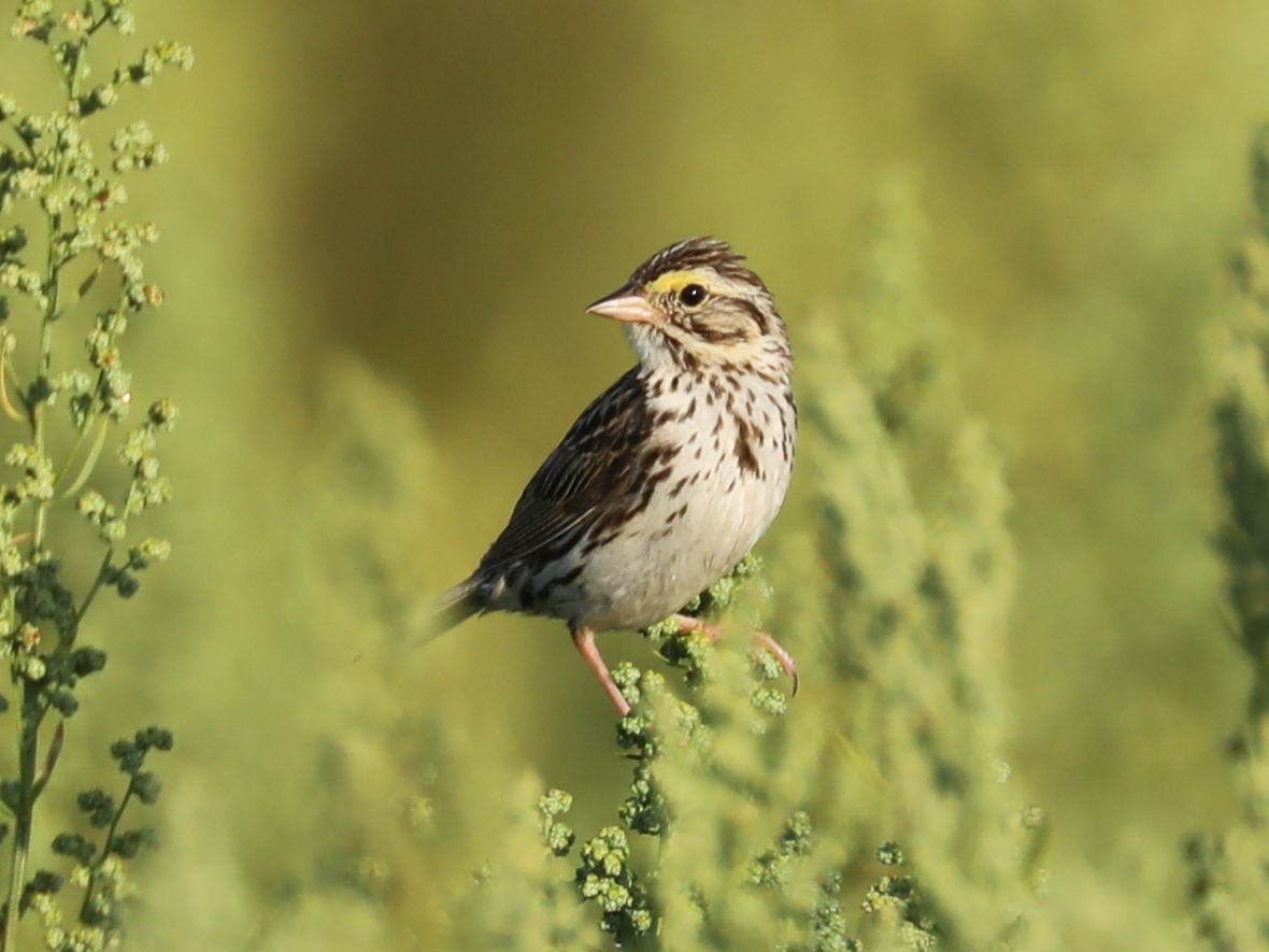 Savannah Sparrow - ML645657117