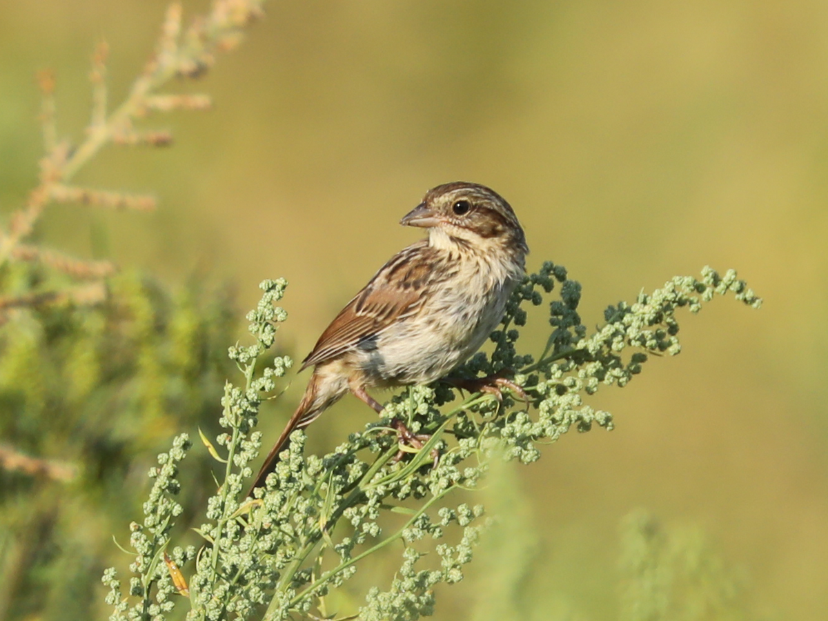 Savannah Sparrow - ML645657119