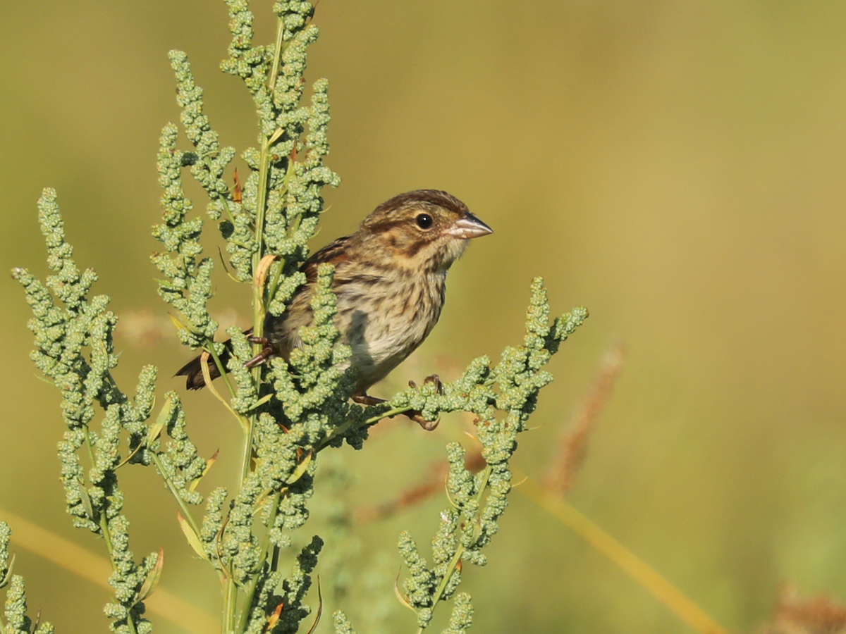 Savannah Sparrow - ML645657120
