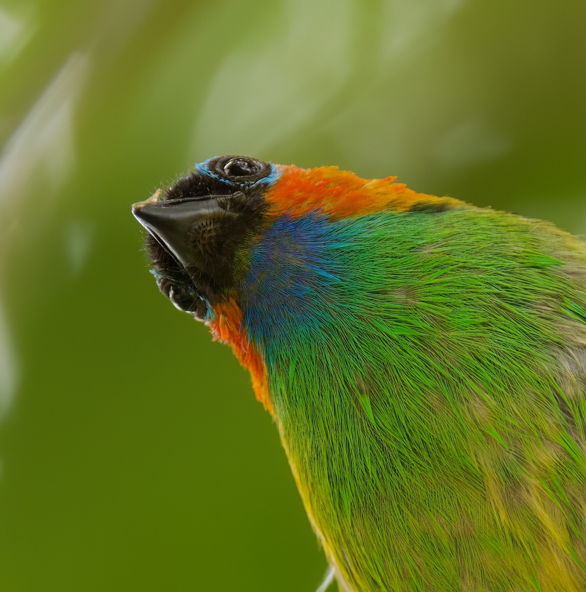 Red-necked Tanager - ML645657121