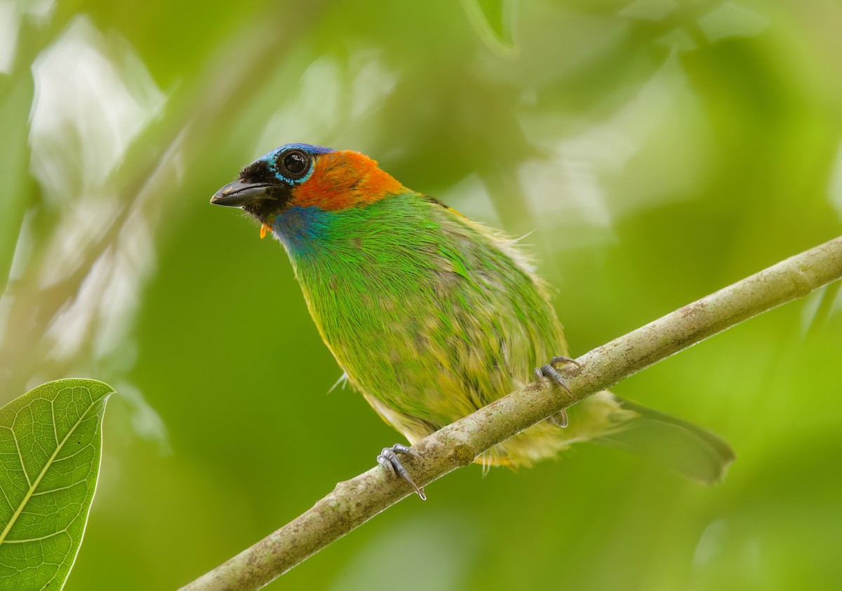 Red-necked Tanager - ML645657122