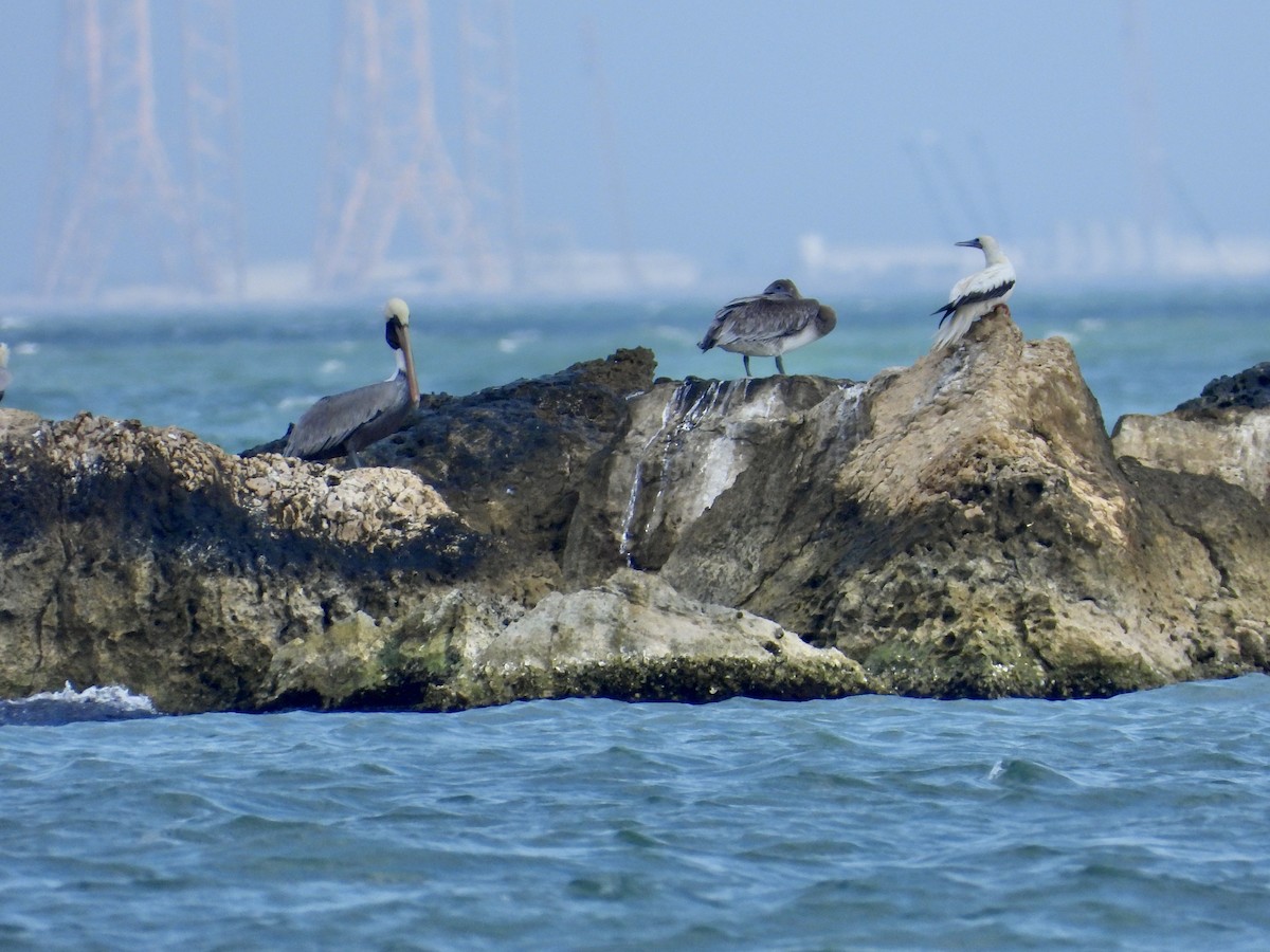 סולה אדומת-רגל - ML645657124