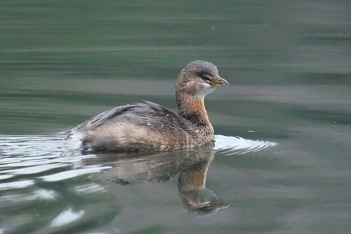 Pied-billed Grebe - ML645657125