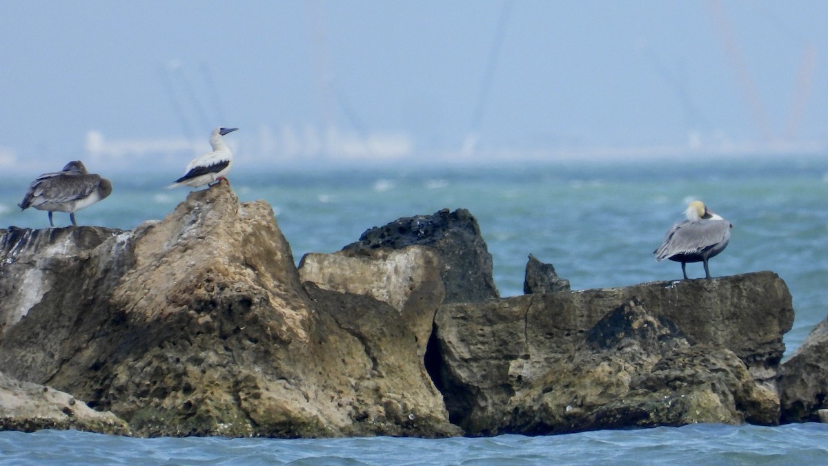 סולה אדומת-רגל - ML645657130