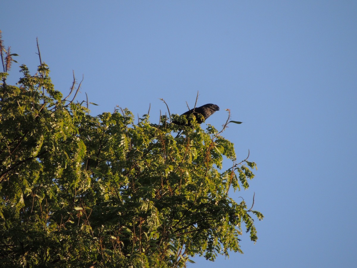 glattnebbani - ML645657131