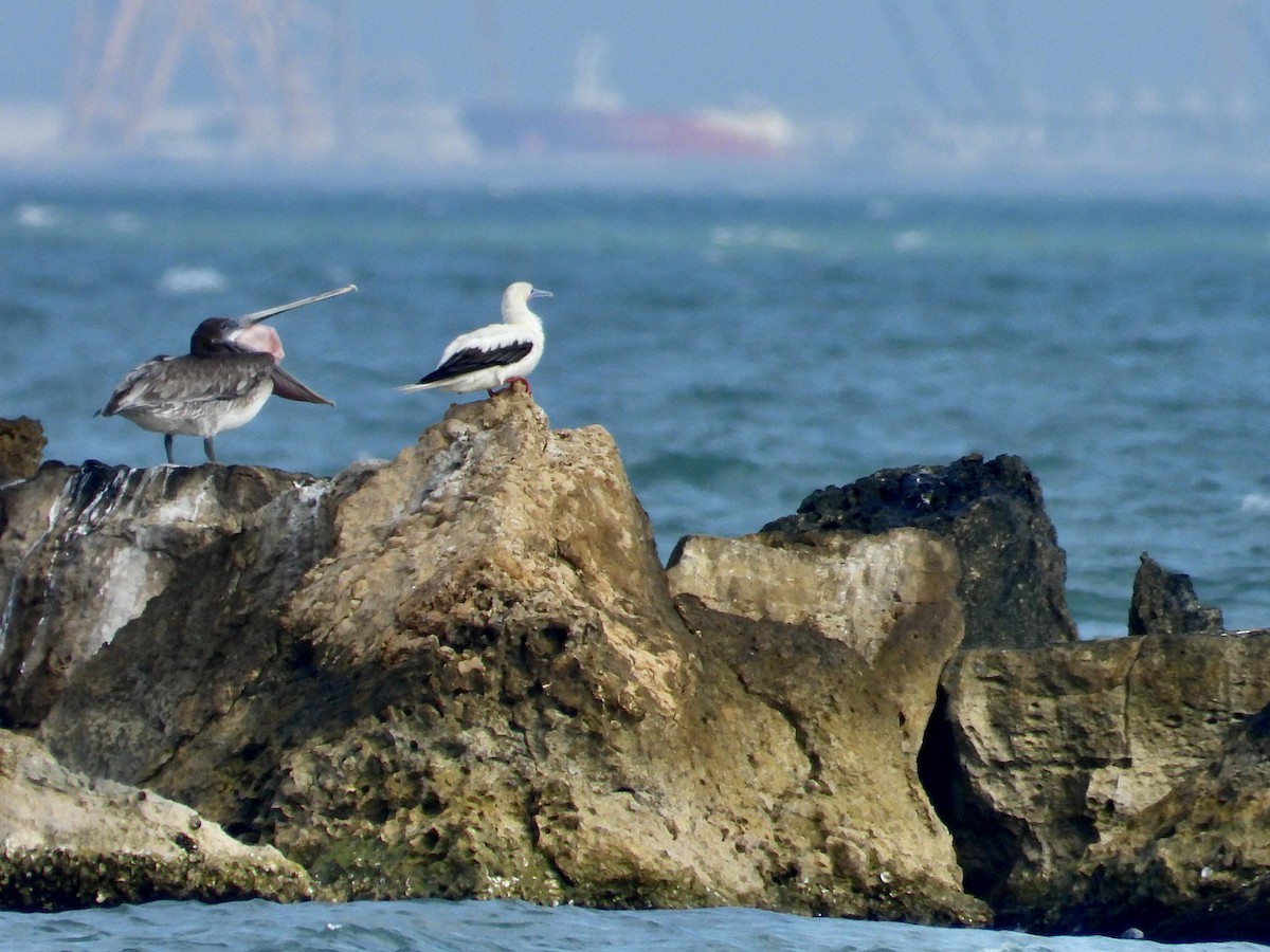 סולה אדומת-רגל - ML645657135