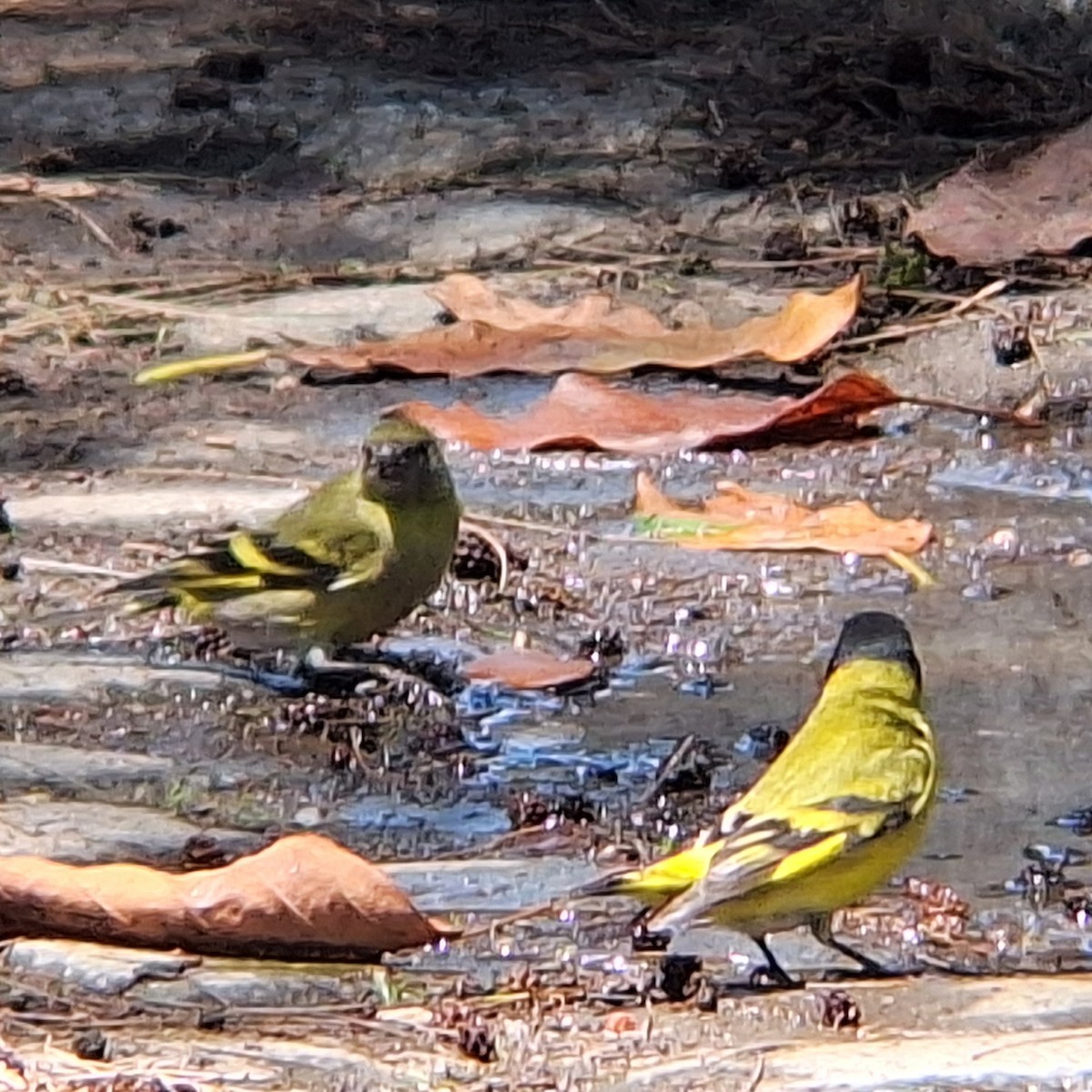 čížek jihoamerický - ML645657148