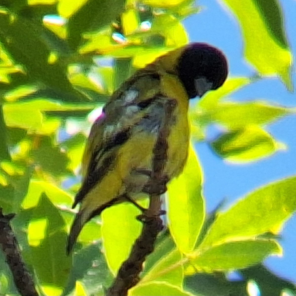 čížek jihoamerický - ML645657149