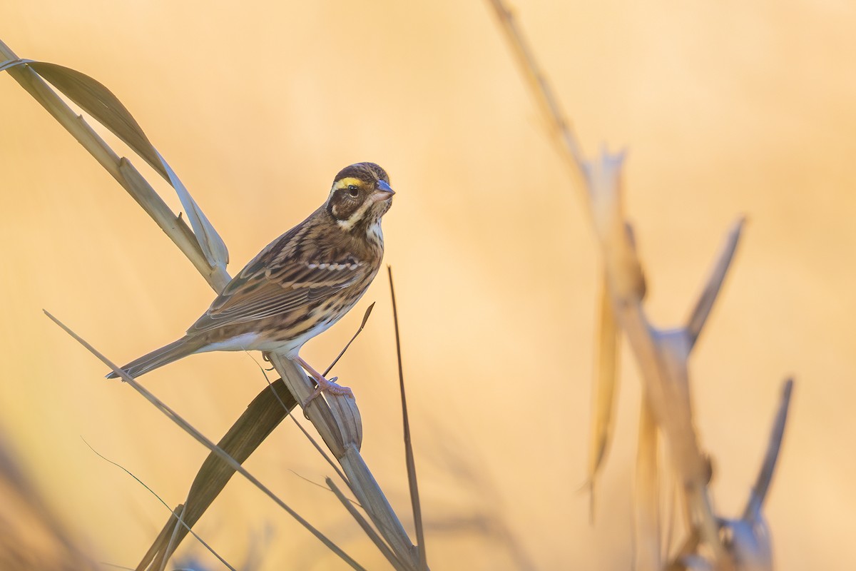Yellow-browed Bunting - ML645657151