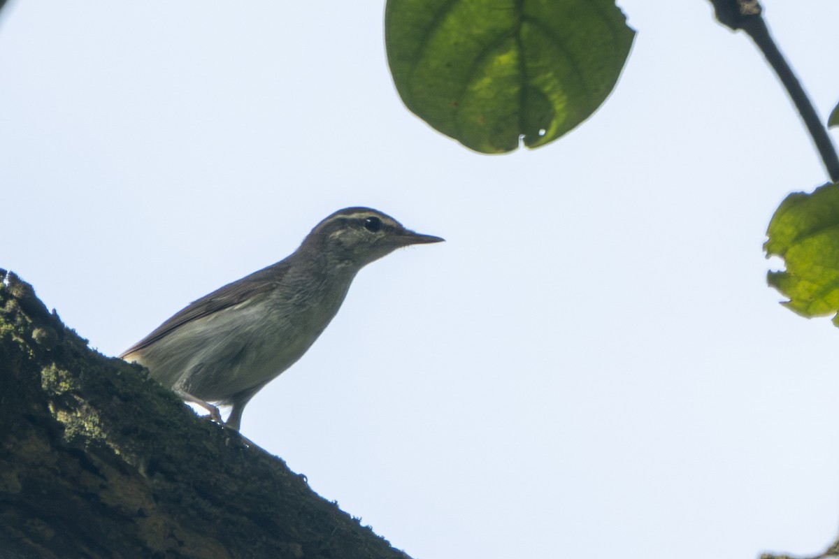 Arctic Warbler - ML645657165