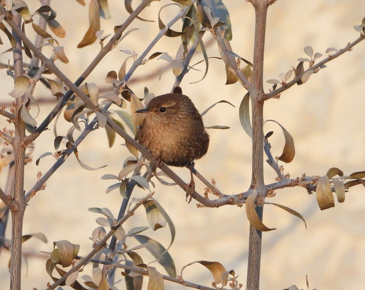 střízlík kanadský - ML645657168