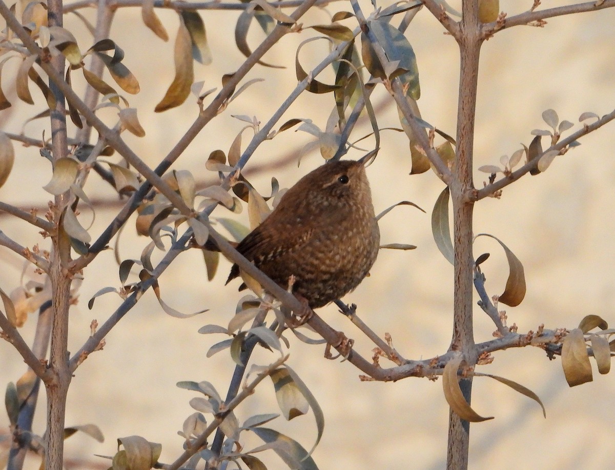 střízlík kanadský - ML645657169